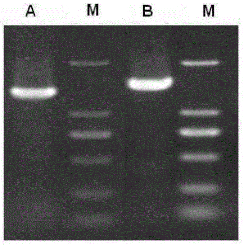 Artemisia annua flavanone 3-hydroxylase gene AaF3HY as well as encoded protein and application thereof