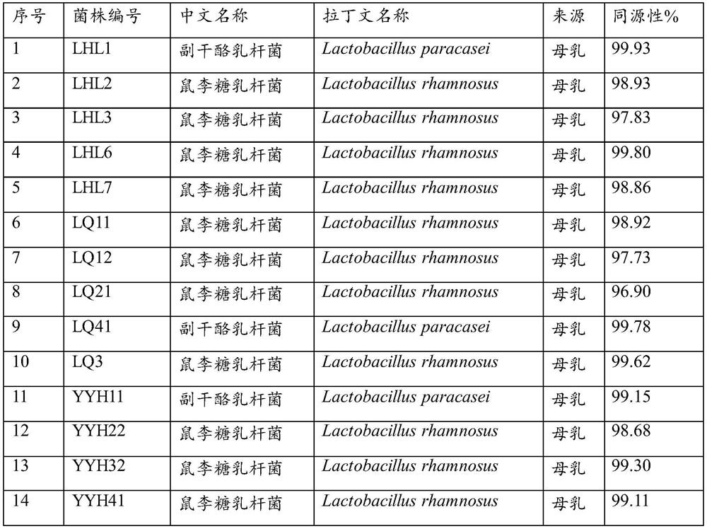 Lactobacillus rhamnosus derived from human milk and application thereof