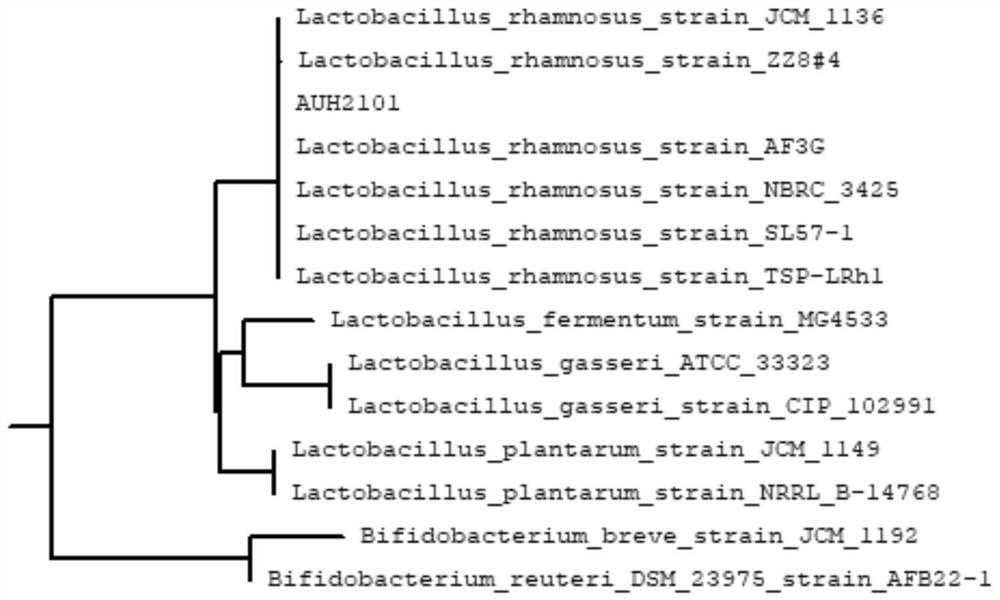 Lactobacillus rhamnosus derived from human milk and application thereof
