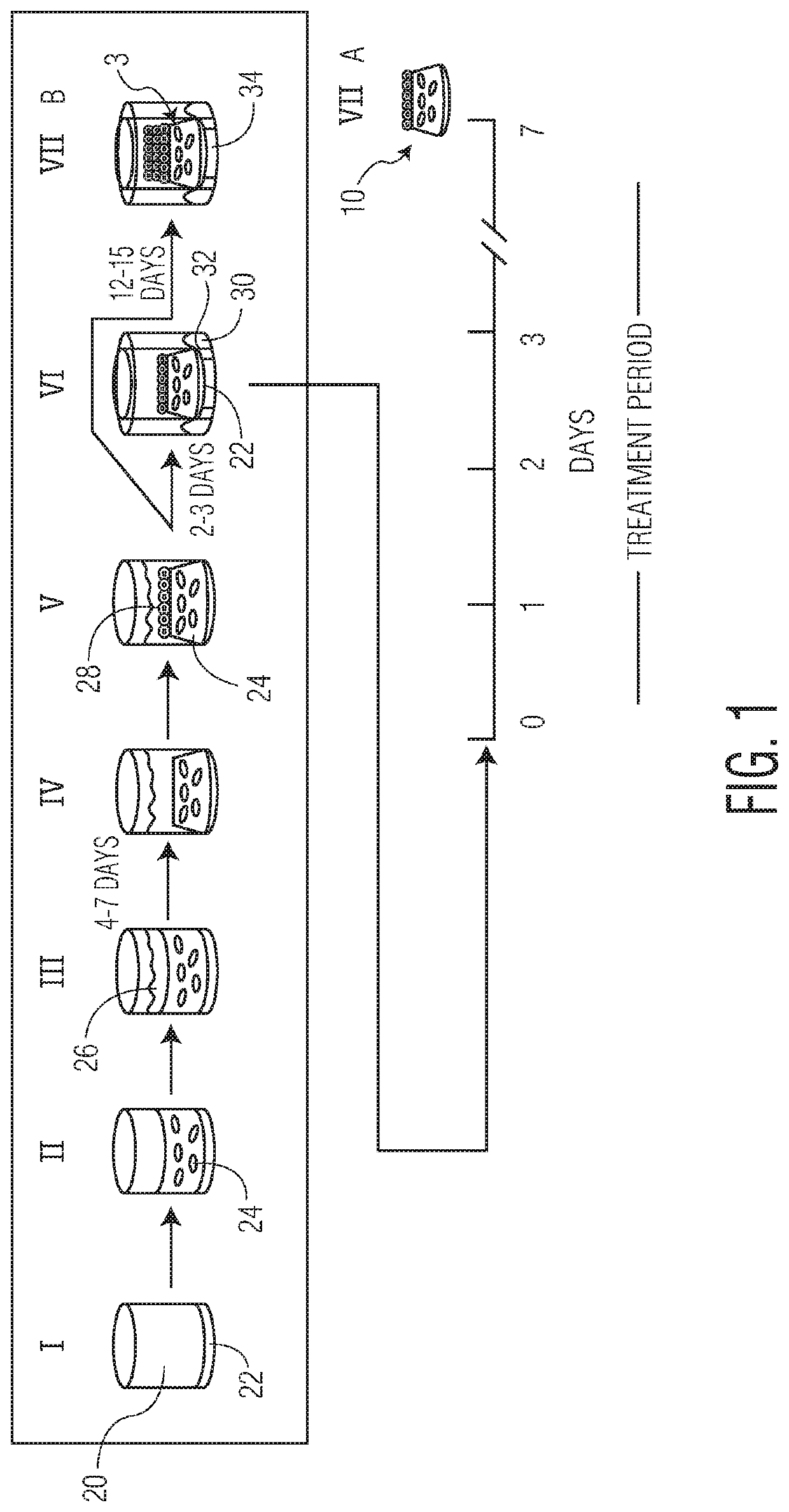 Premature infant skin model and method of creating the same