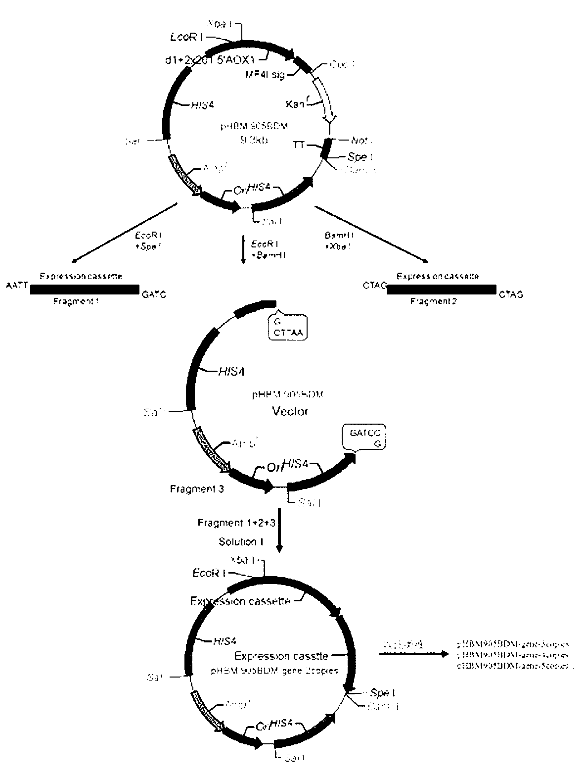 Reorganized mannase, genetically-engineered bacteria of recombined mannose and hydrolyzing preparation mannan oligosaccharide method