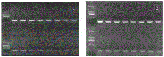 Microsatellite marker relevant with tachysurus fulvidraco growth characteristics and detection and application thereof