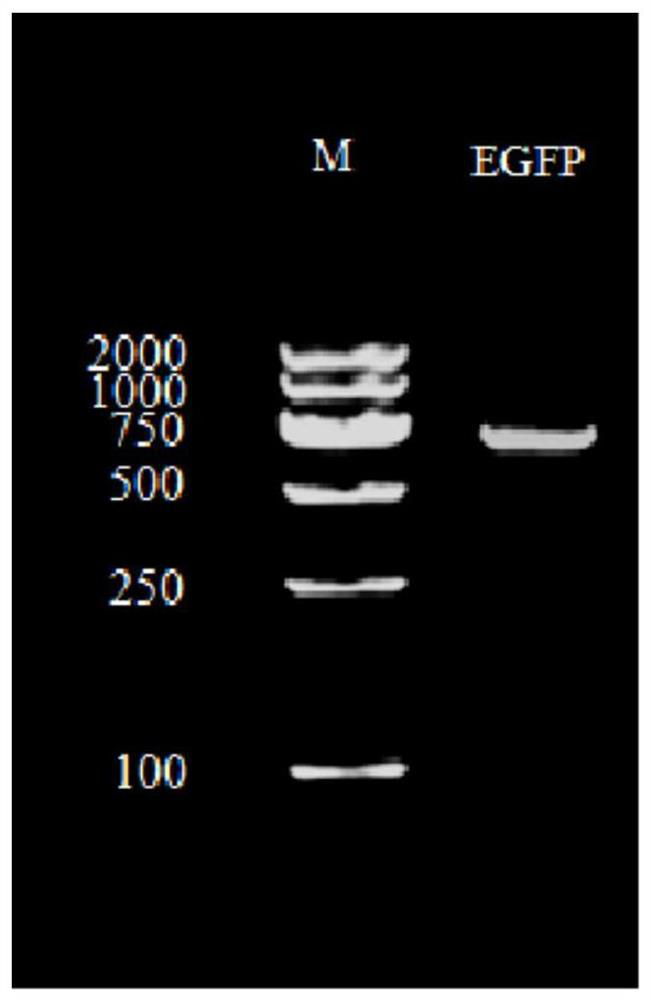 A recombinant Yarrowia lipolytica t30ped with high campesterol production, its construction method and application