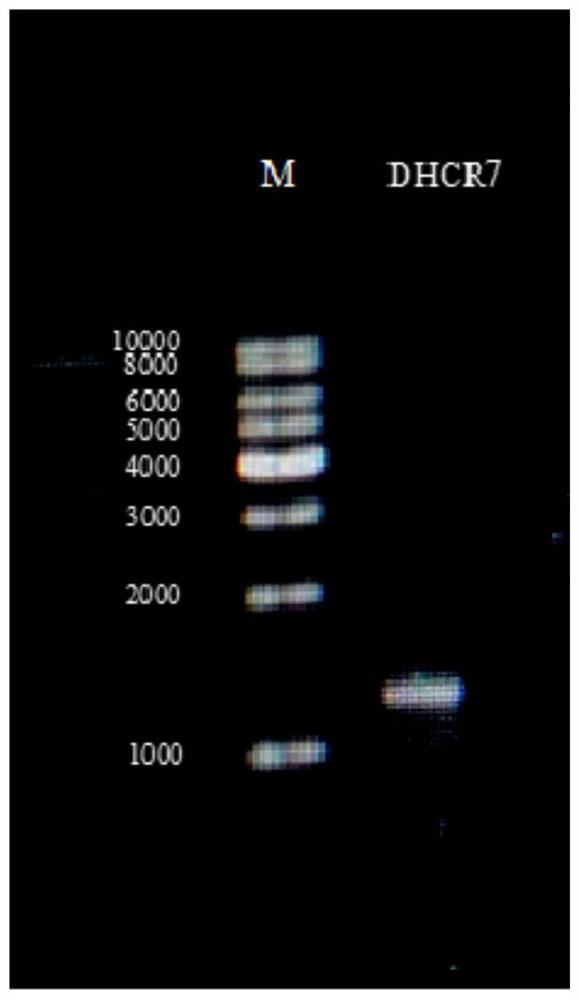 A recombinant Yarrowia lipolytica t30ped with high campesterol production, its construction method and application