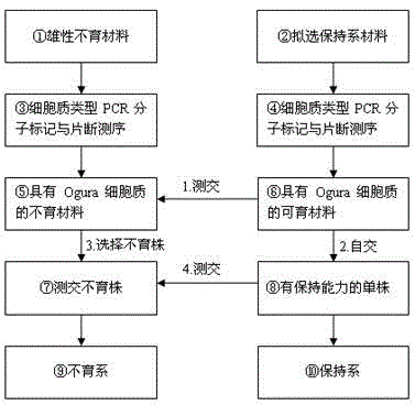 A kind of breeding method of radish maintainer line with ogura male sterile cytoplasm