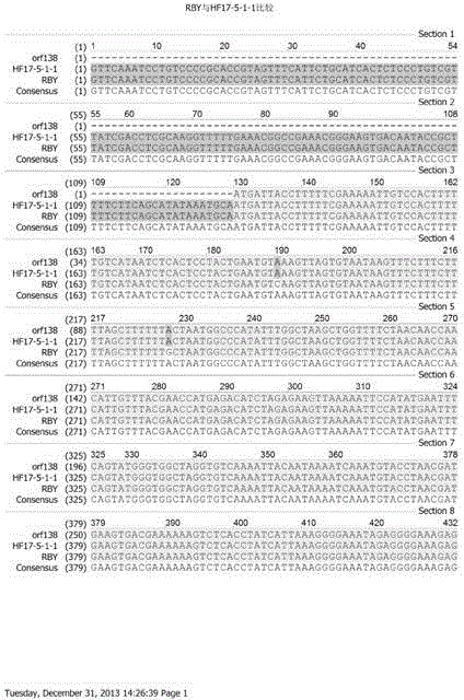 A kind of breeding method of radish maintainer line with ogura male sterile cytoplasm