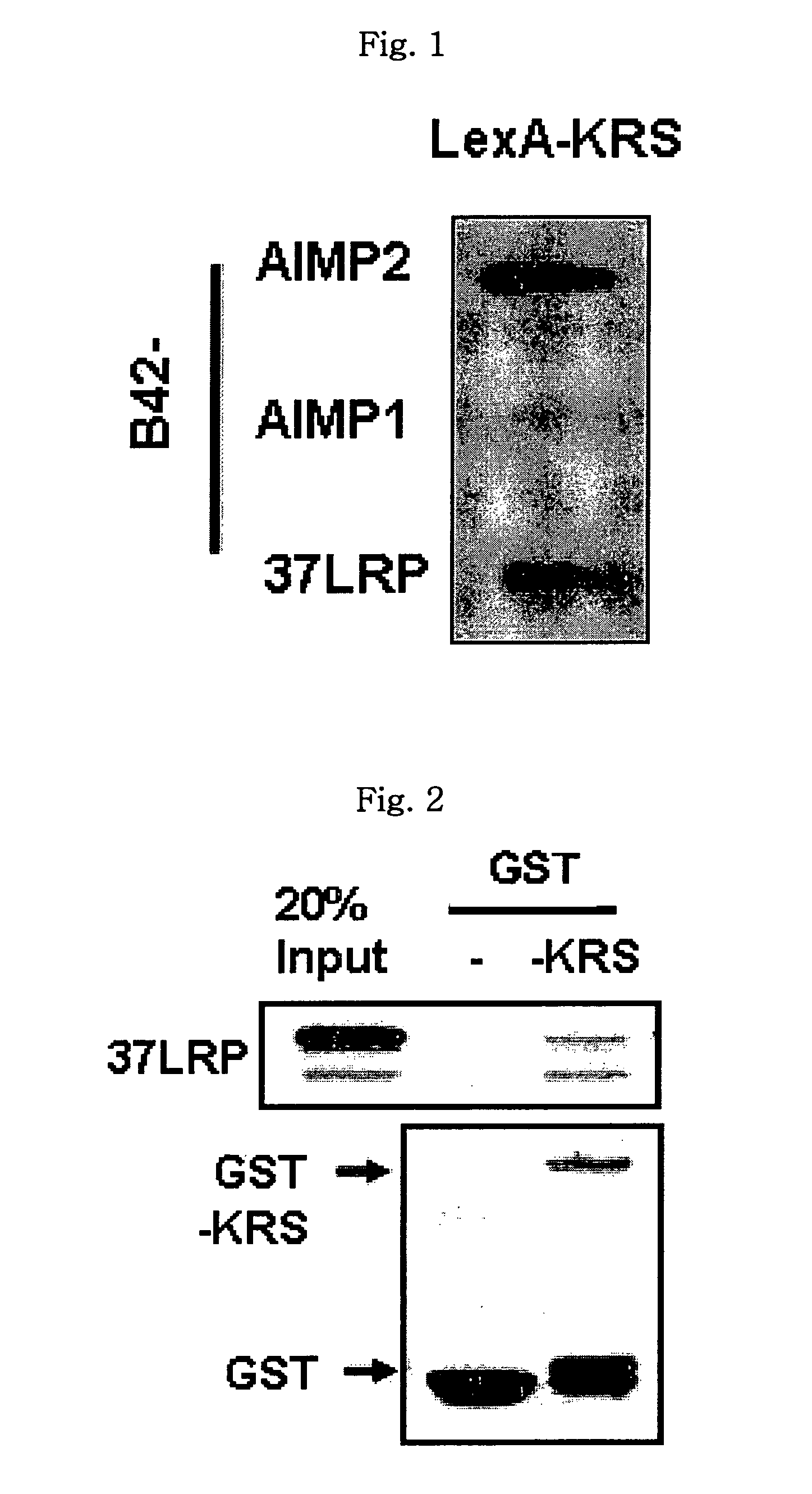 Method for controlling cancer metastasis or cancer cell migration by modulating the cellular level of lysyl tRNA synthetase
