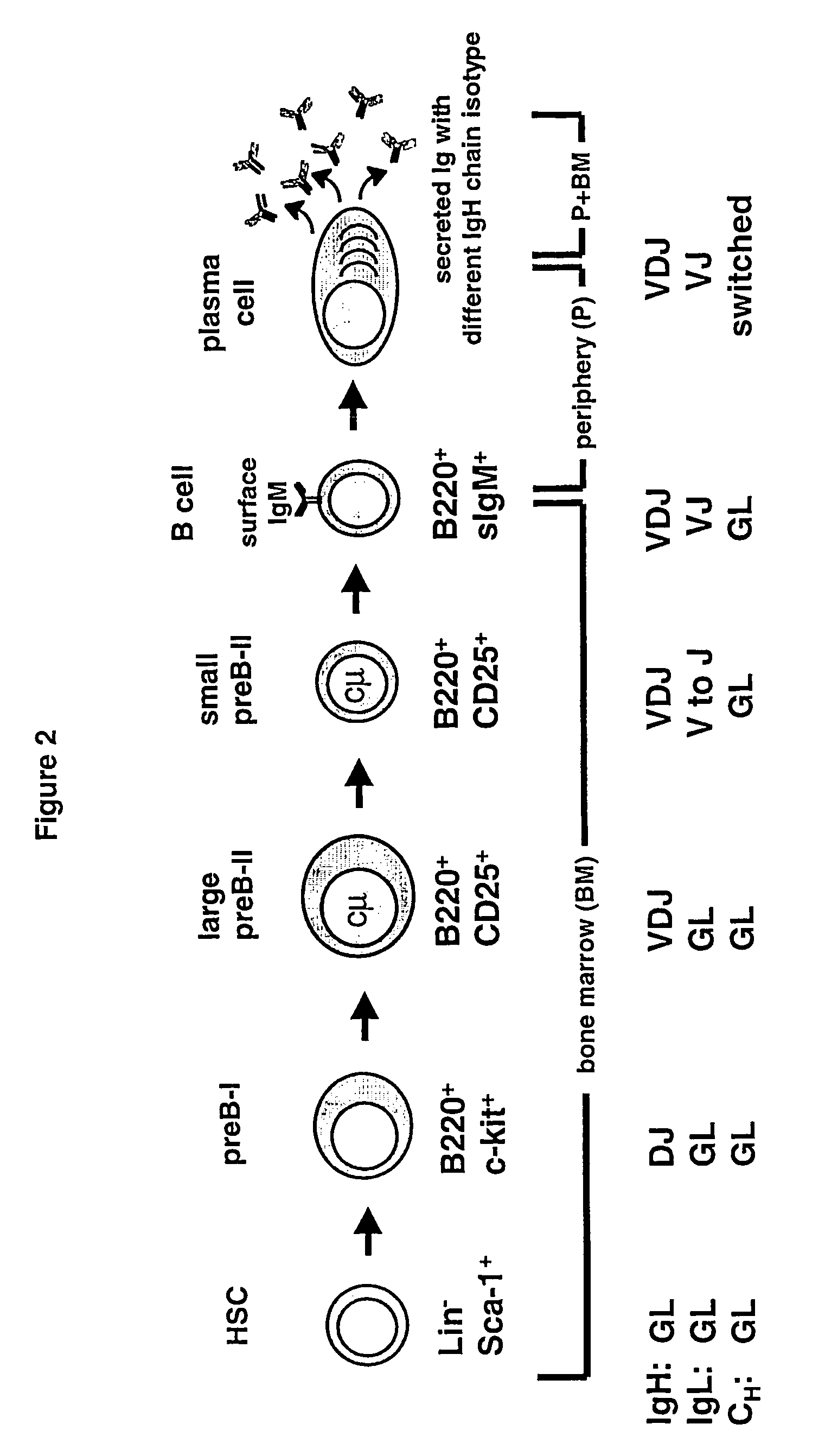 Method for the generation of genetically modified vertebrate precursor lymphocytes and use thereof for the production of heterologous binding proteins