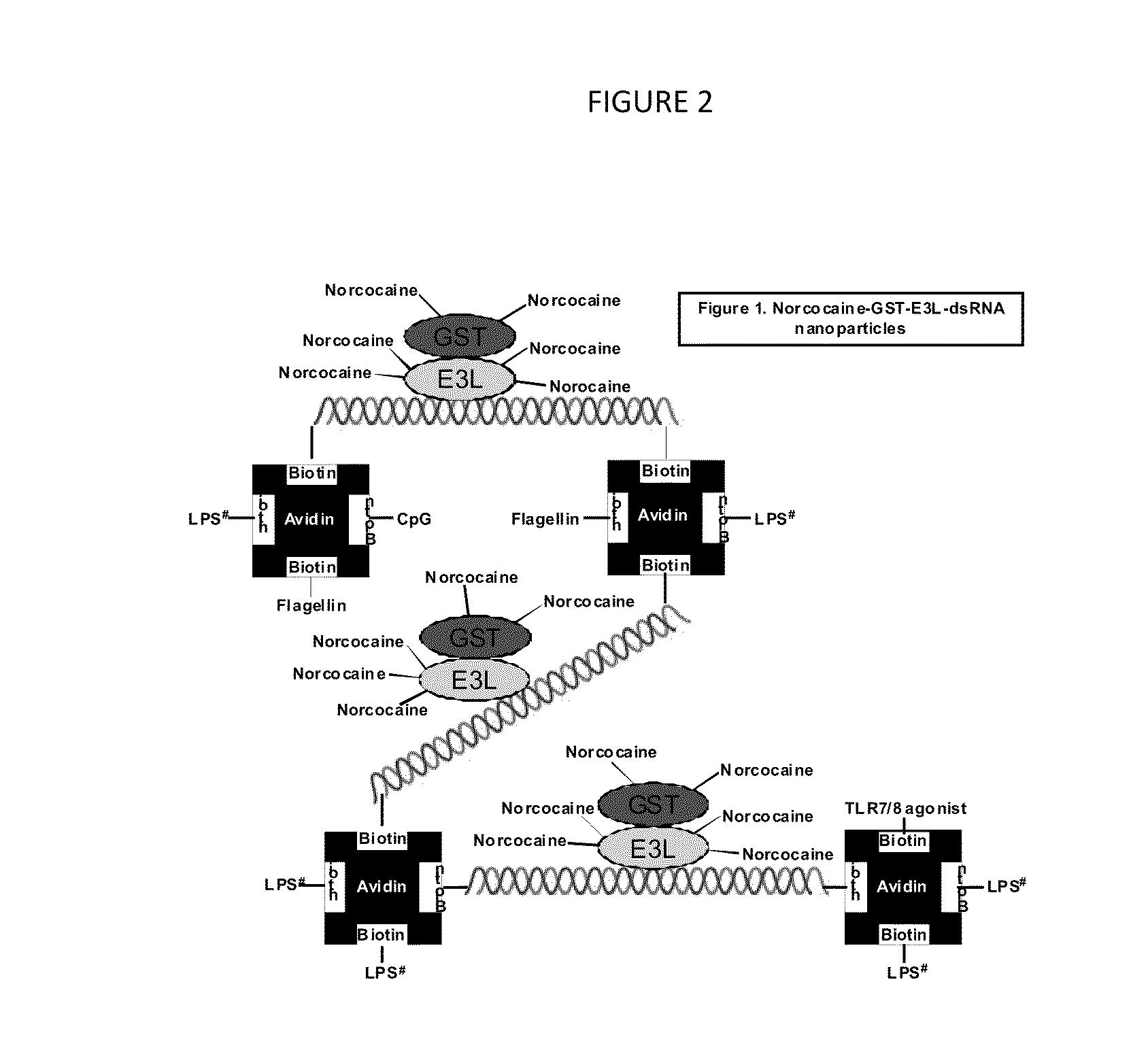 Compositions, Methods, and Kits for Eliciting an Immune Response