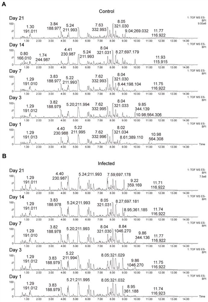 Urine biomarker for early diagnosis of angiostrongyliasis cantonensis as well as screening method and application of urine biomarker