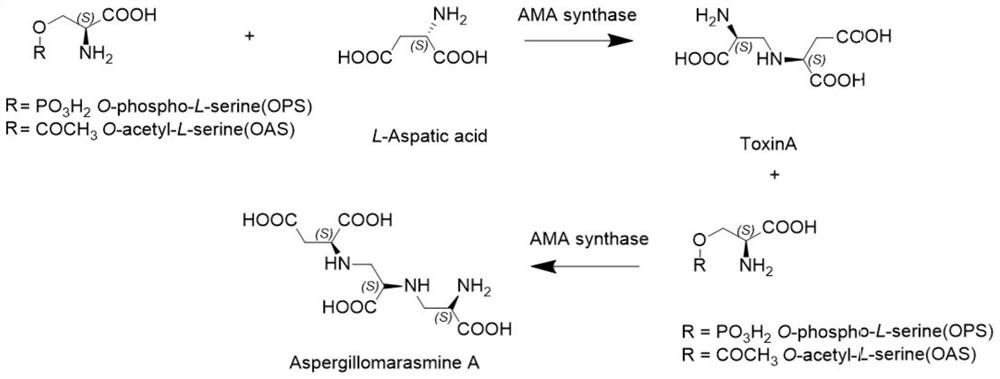 A kind of AMA synthetase and its application in synthesizing AMA or its derivatives