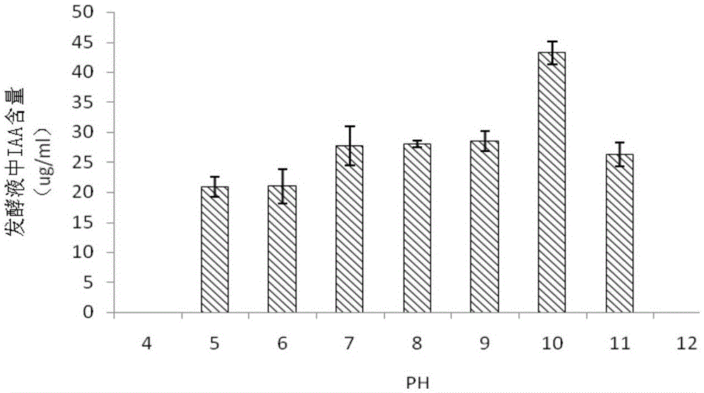 A kind of bacillus megaterium and its application