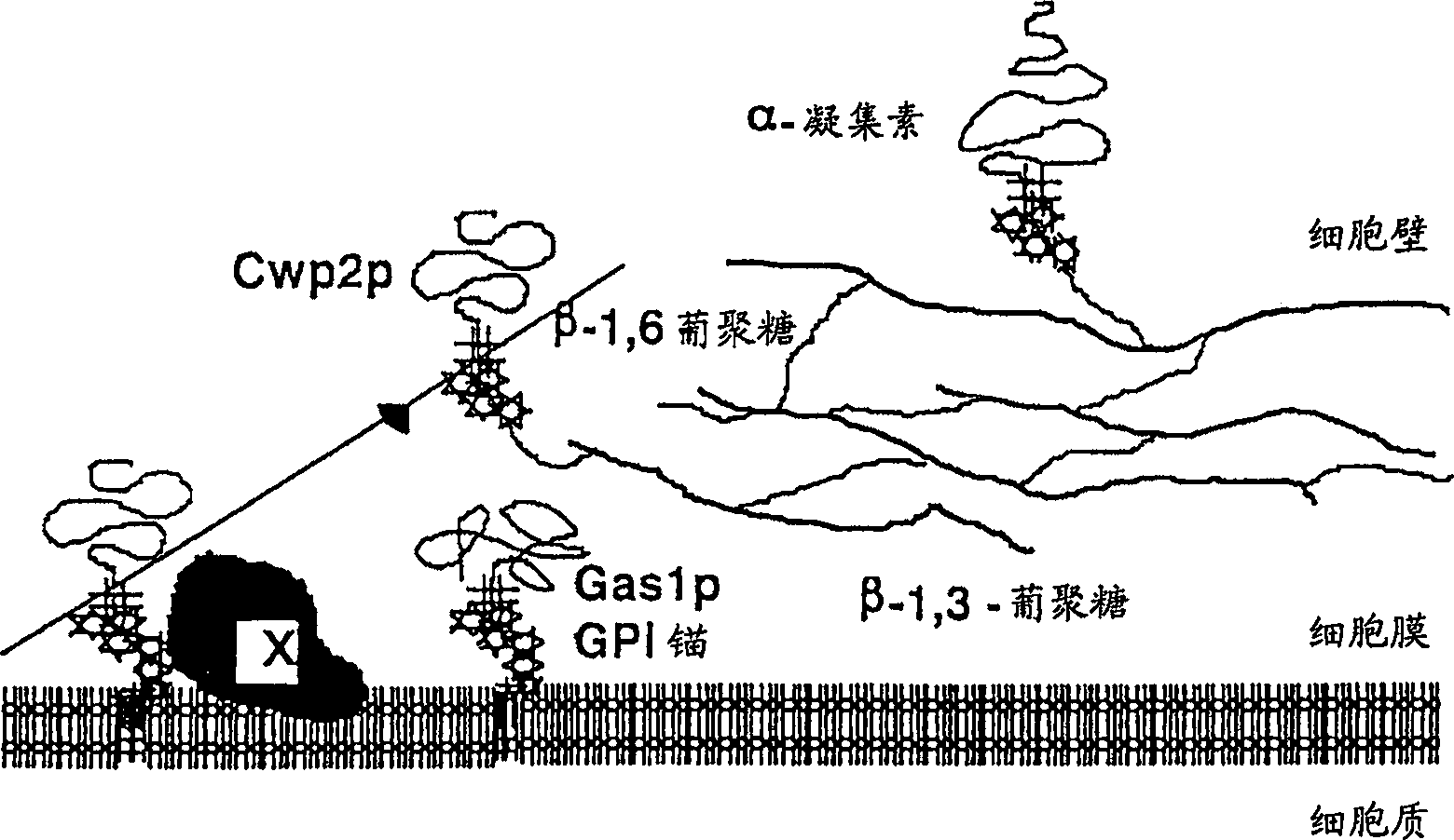 Fungal cell wall synthesis gene