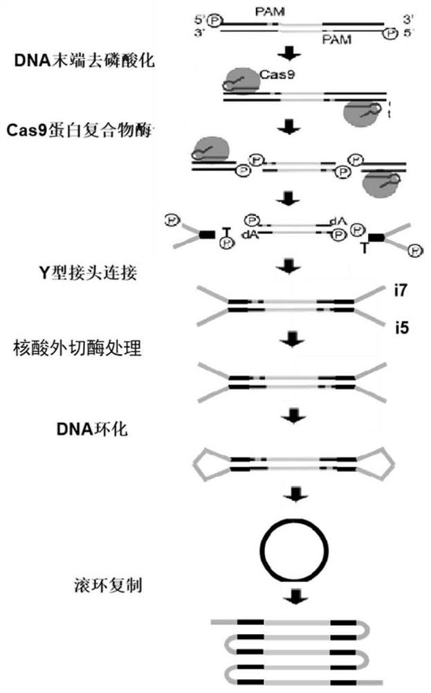 Anemia screening kit for CRISPR and CAS9 targeted capture of long fragment DNA and method thereof
