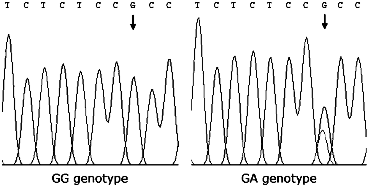 A gene mutation site for eliminating low-fertility Hu sheep and application thereof