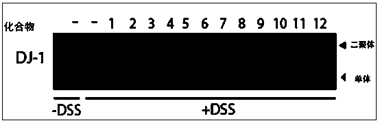 Application of active compounds for inhibiting dimerization of DJ-1