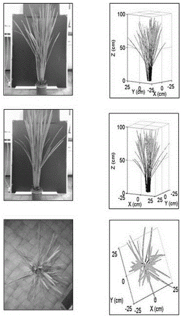 Rice population three-dimensional morphological structure digitalization and visualization reconstruction method