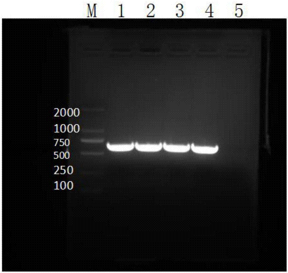 Real-time fluorescent quantitative PCR primer, kit and detection method for detecting porcine circovirus 3