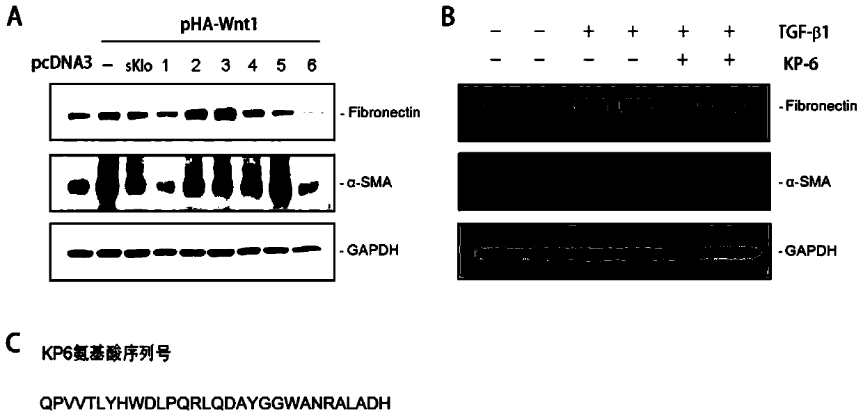 Application of small molecule polypeptide kp-6 in preparing medicine for treating chronic kidney disease