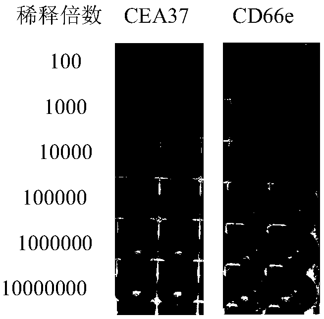 Anti-MG7-Ag monoclonal antibody of and application thereof