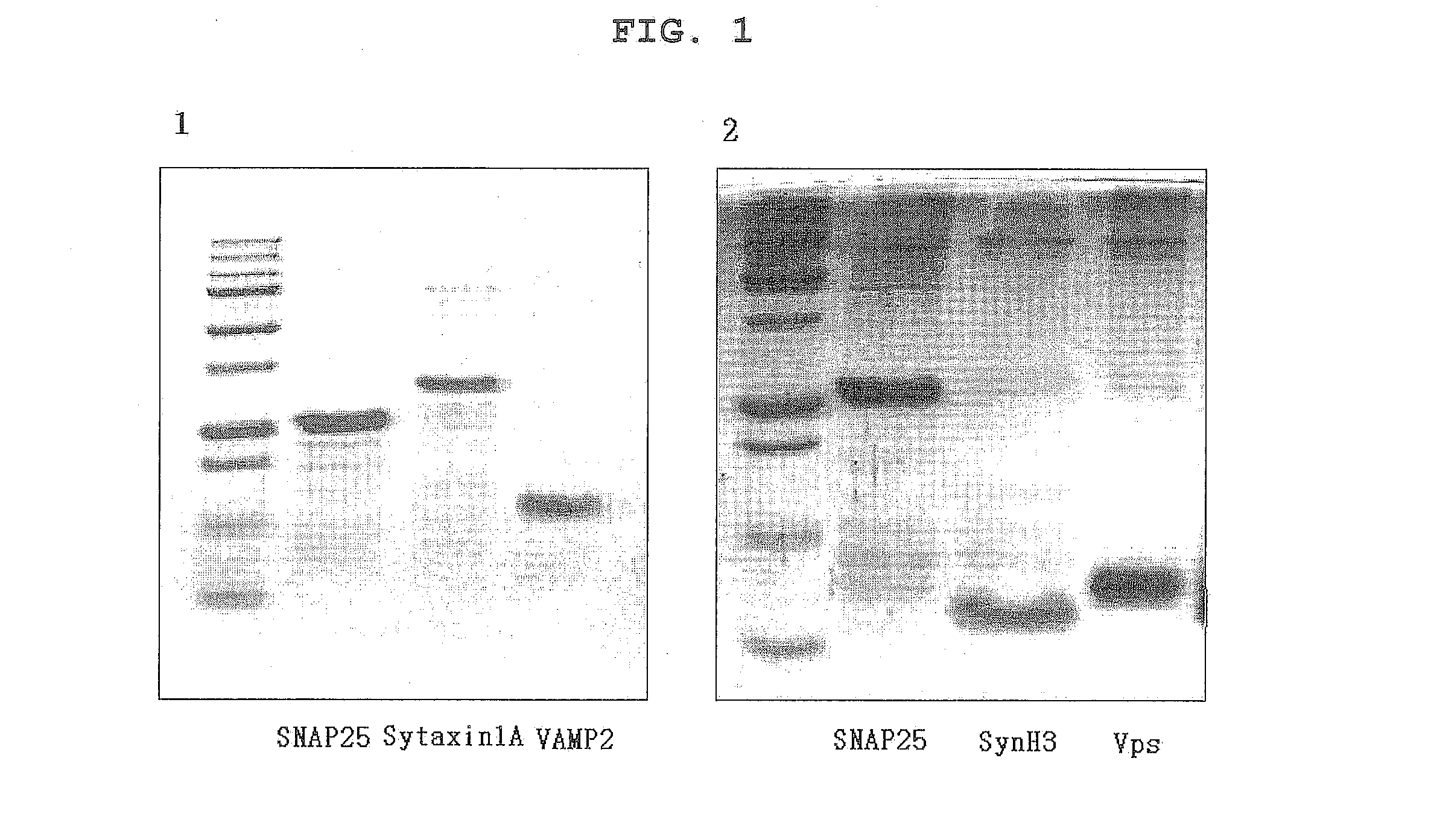 Polyphenol compounds with modulating neurotransmitter release