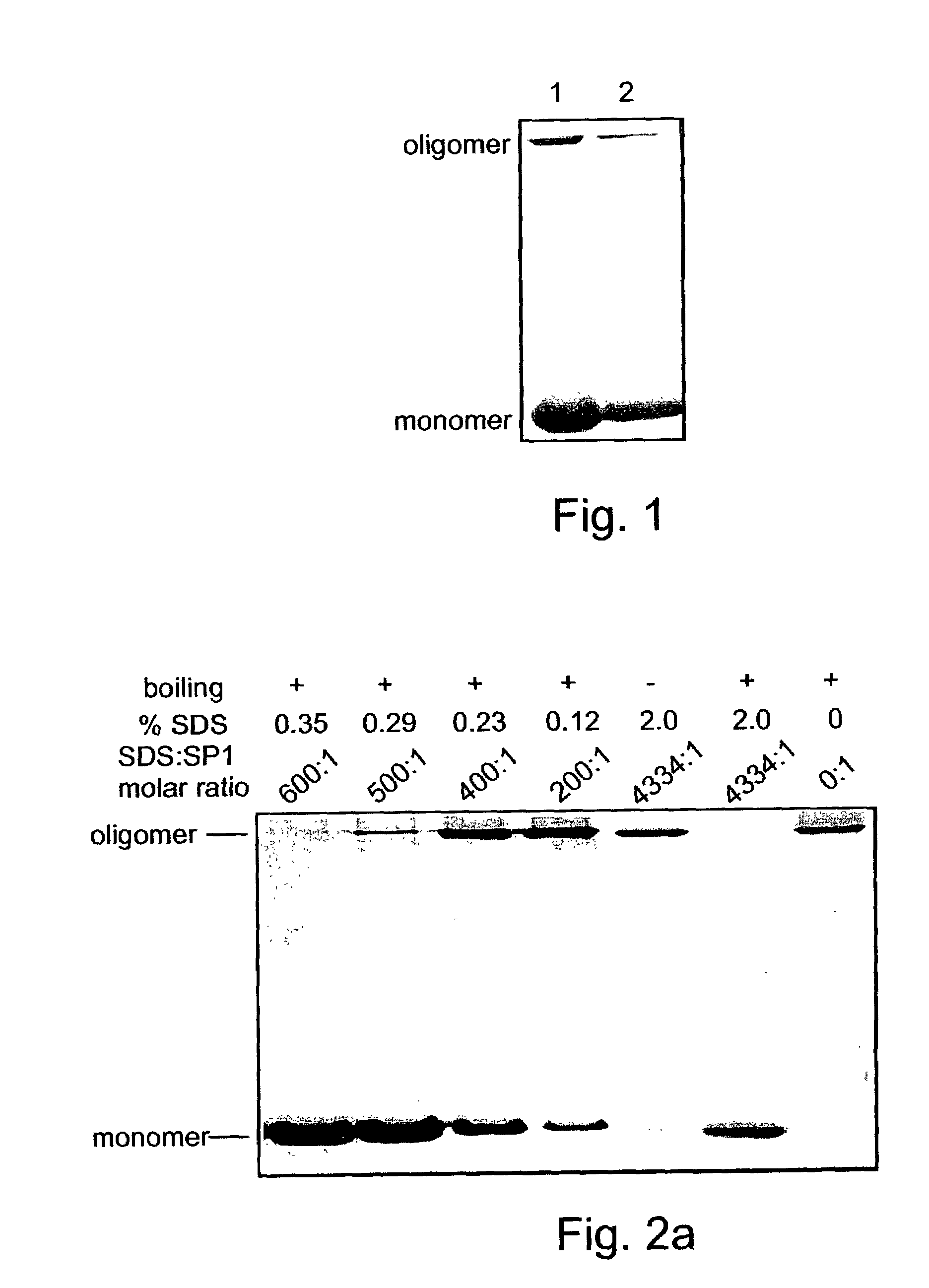 Denaturant stable and/or protease resistant, chaperone-like oligomeric proteins, polynucleotides encoding same, their uses and methods of increasing a specific activity thereof