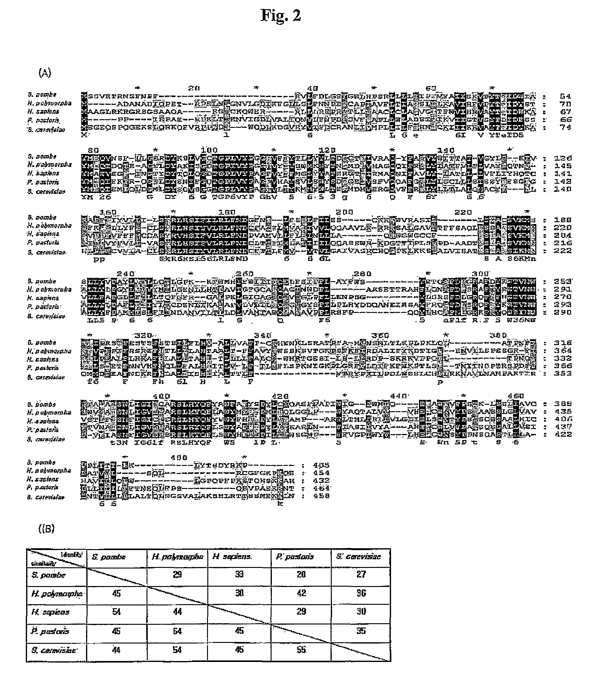 Hansenula polymorpha gene coding for dolichyl-phosphate-mannose dependent alpha-1,3-mannosyltransferase and process for the production of recombinant glycoproteins with Hansenula polymorpha mutant strain deficient in the same gene