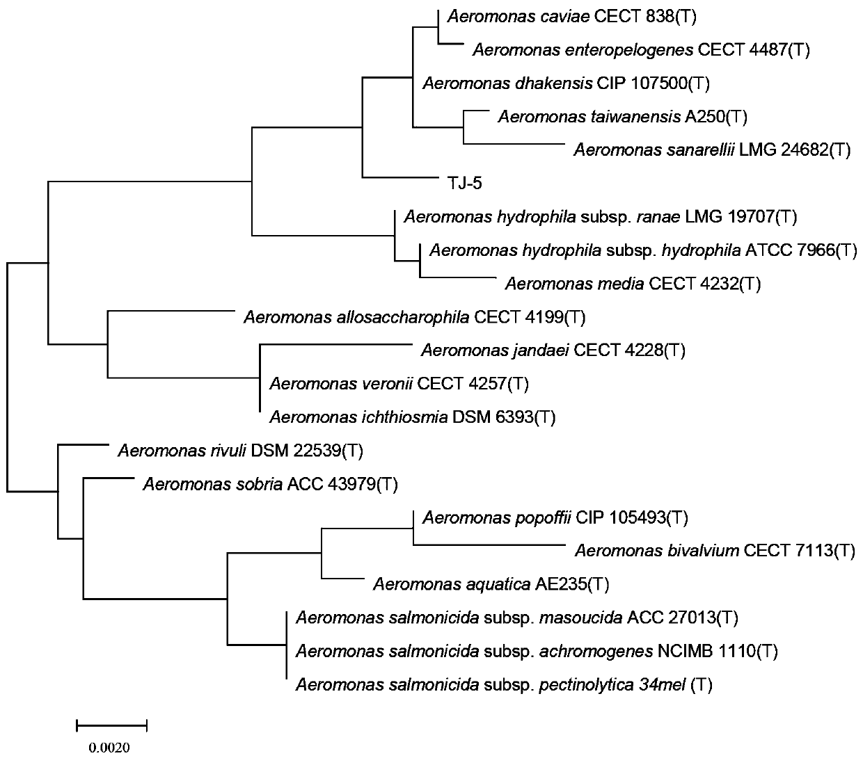 A kind of microbial strain and its application in cocoon silk degumming