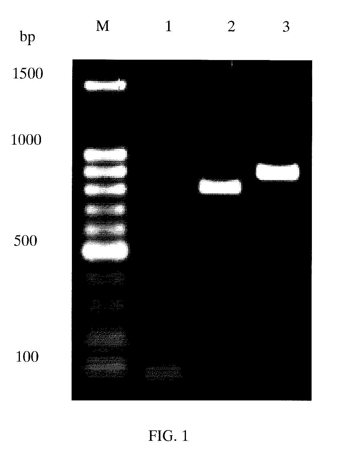 Recombinant chimeric protein of neutrophil inhibitory factor and hirugen, and pharmaceutical composition thereof