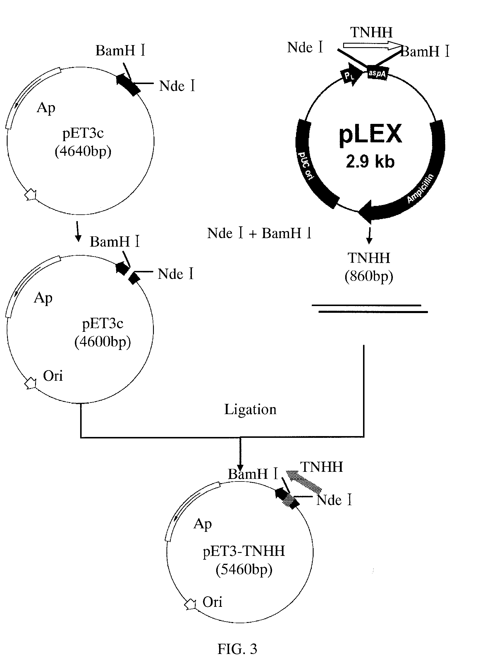 Recombinant chimeric protein of neutrophil inhibitory factor and hirugen, and pharmaceutical composition thereof