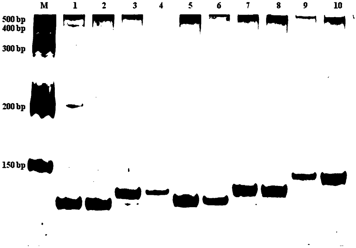 InDel labeling primer pair used for distinguishing five capsicum cultispecies and application thereof