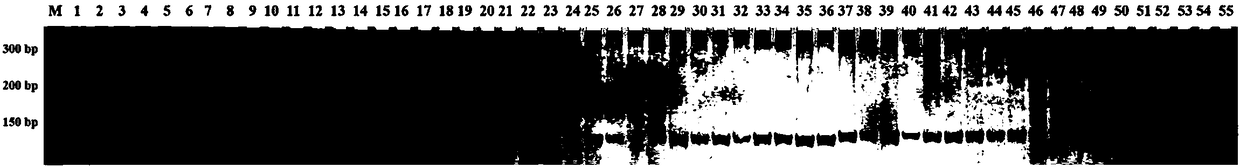 InDel labeling primer pair used for distinguishing five capsicum cultispecies and application thereof