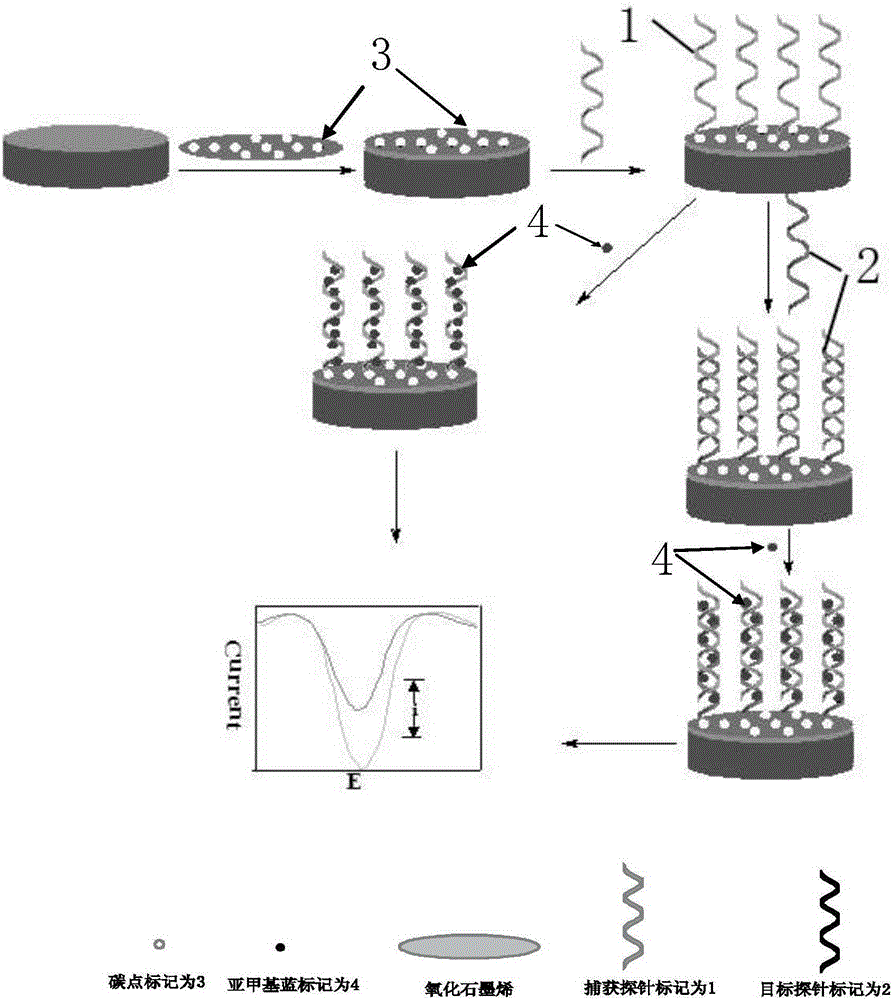 Method of testing PML/RAR alpha genes through electrochemical biosensor of carbon dot @ graphene oxide composite material