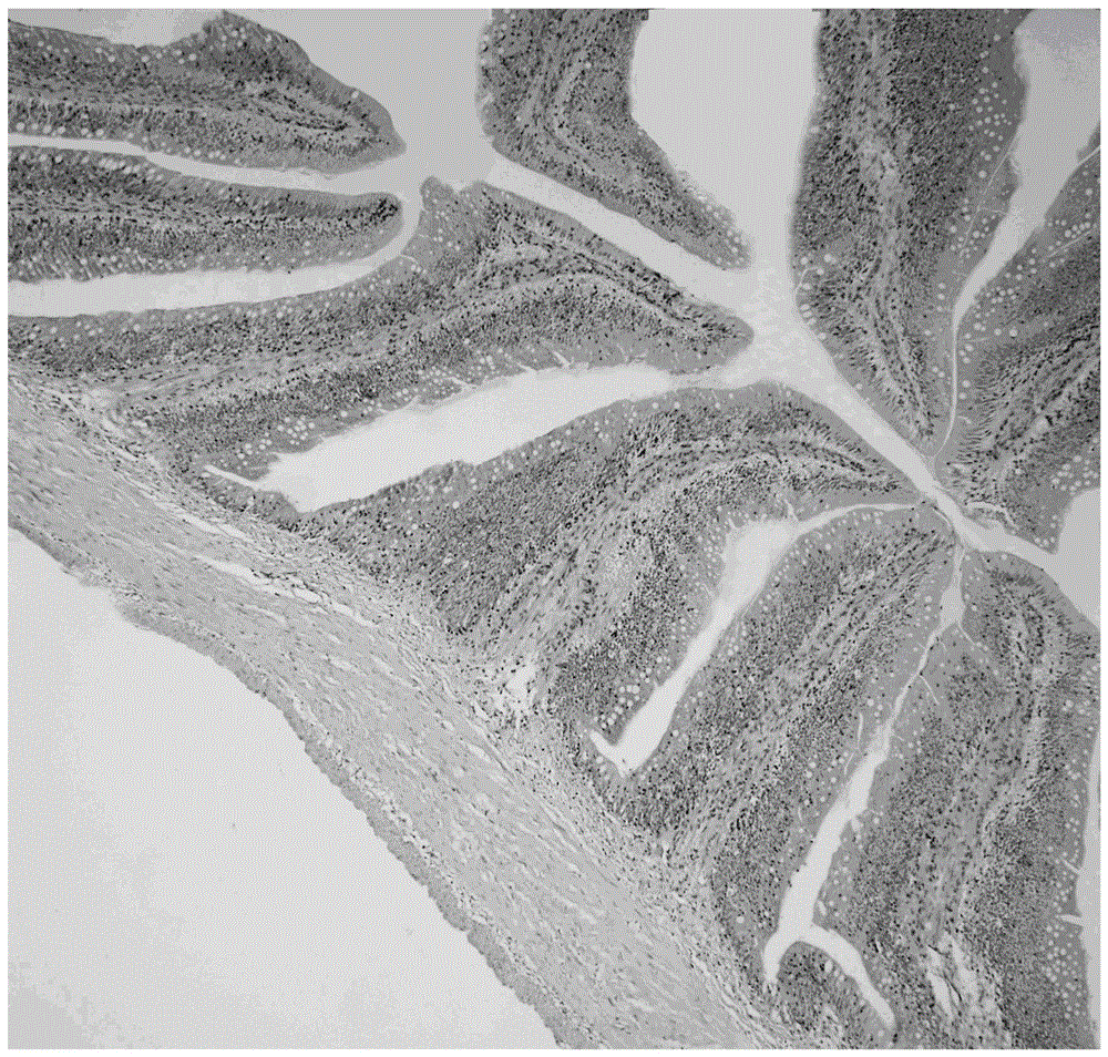 Method for establishing erucic acid induced fish enteritis model