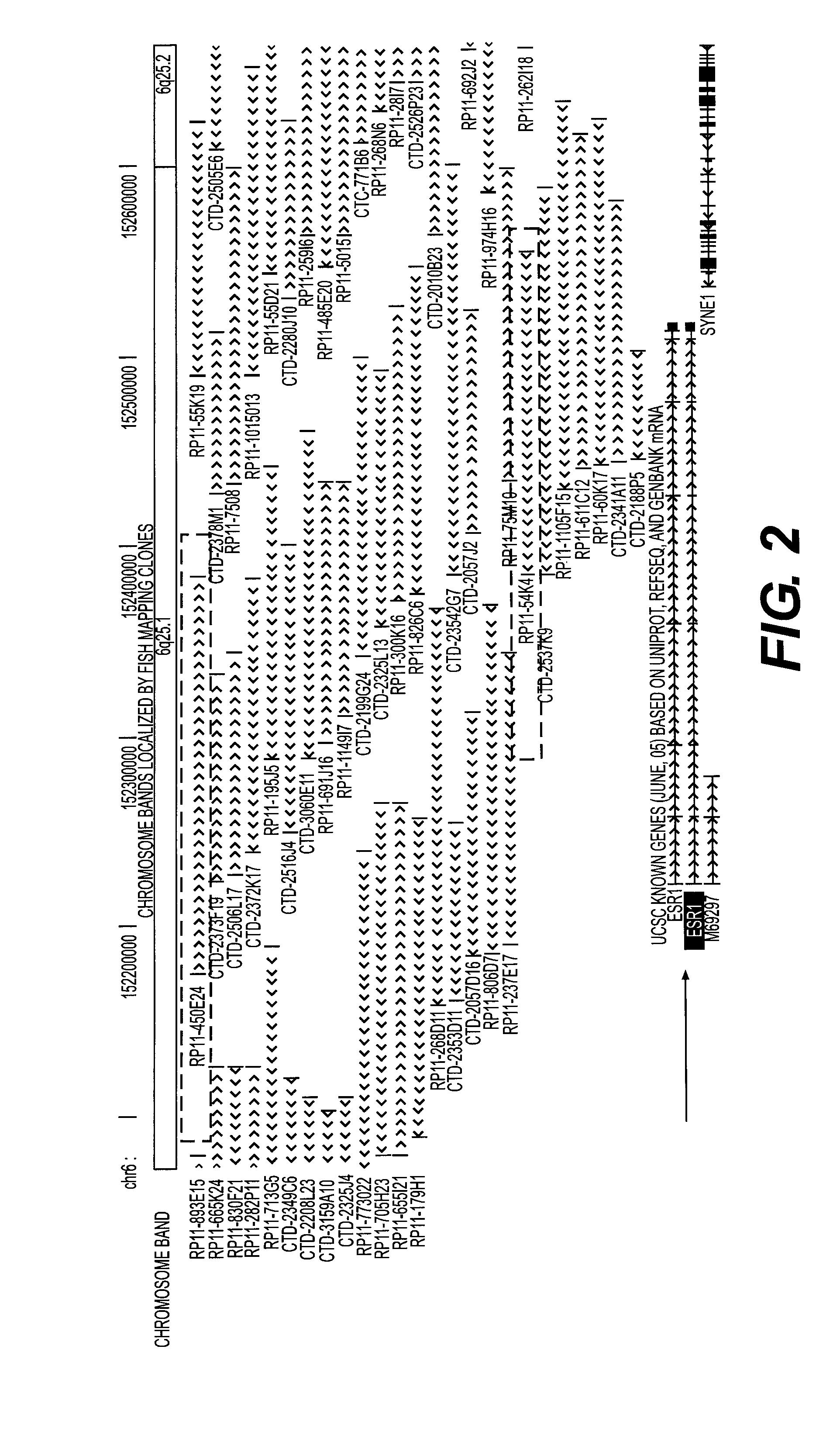 Methods for utilizing esr copy number changes in breast cancer treatments and prognoses