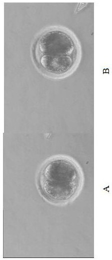 Measurement method of porcine 2-cell embryo volume