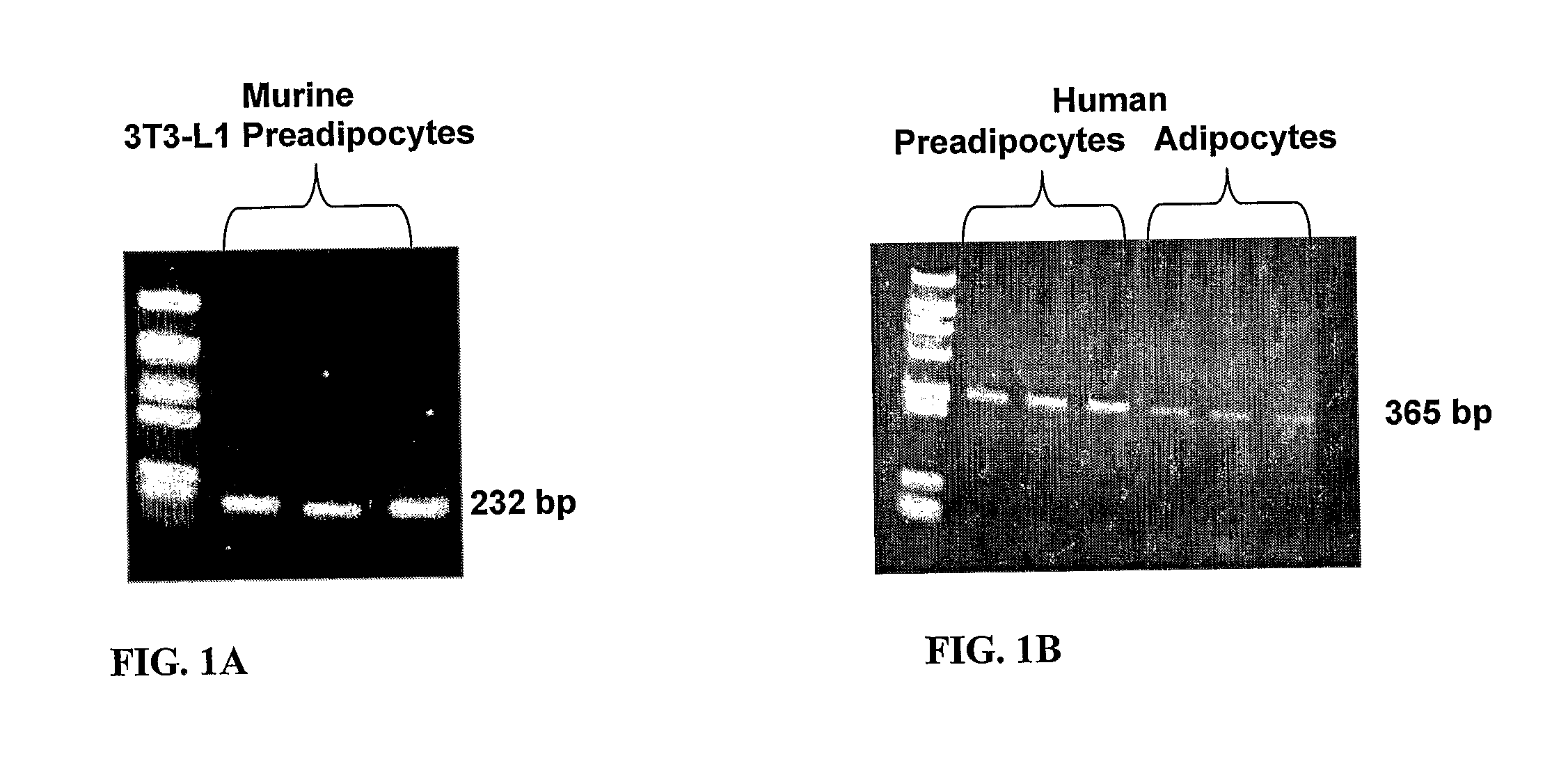 Adipocyte-specific constructs and methods for inhibiting platelet-type 12 lipoxygenase expression