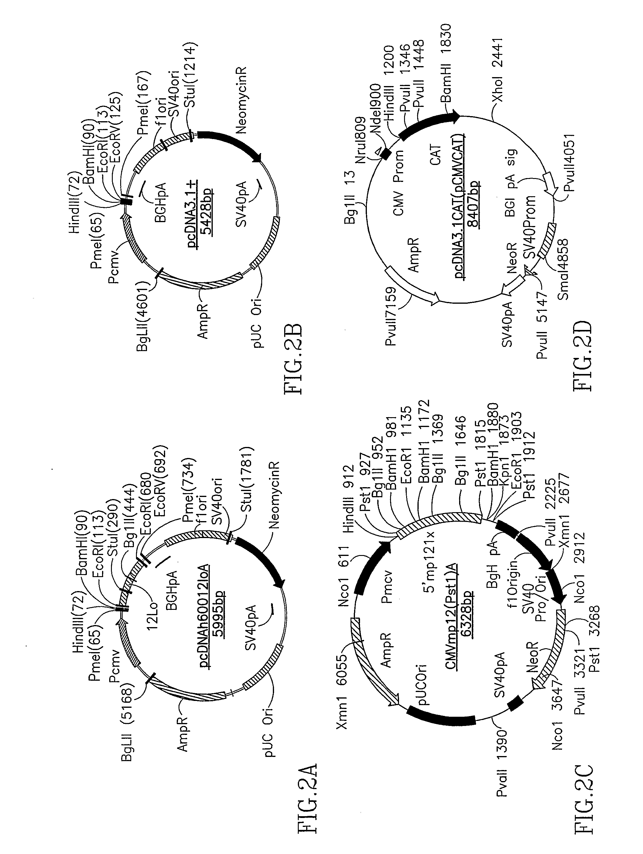 Adipocyte-specific constructs and methods for inhibiting platelet-type 12 lipoxygenase expression