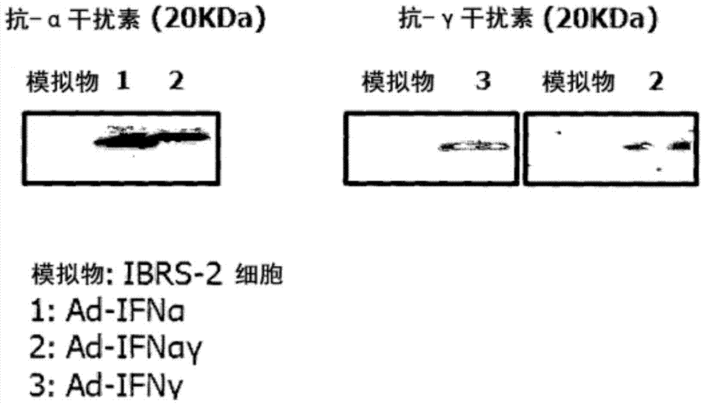 Recombinant Adenovirus Expressing Porcine α-Interferon and Porcine γ-Interferon Simultaneously