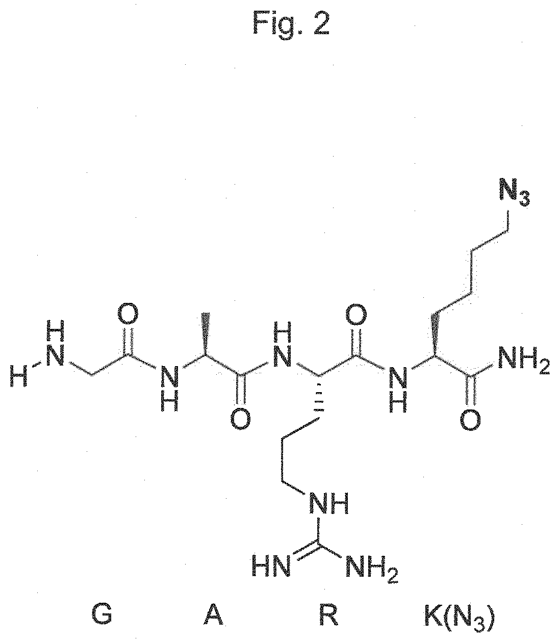 Transglutaminase conjugation method with a glycine based linker