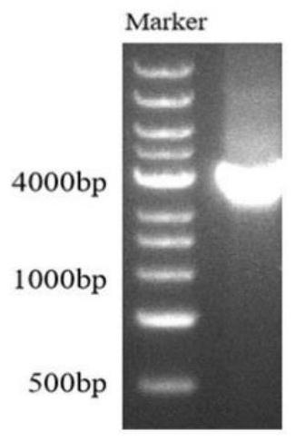 ABC transport protein for transporting lycorine and coding gene and application thereof