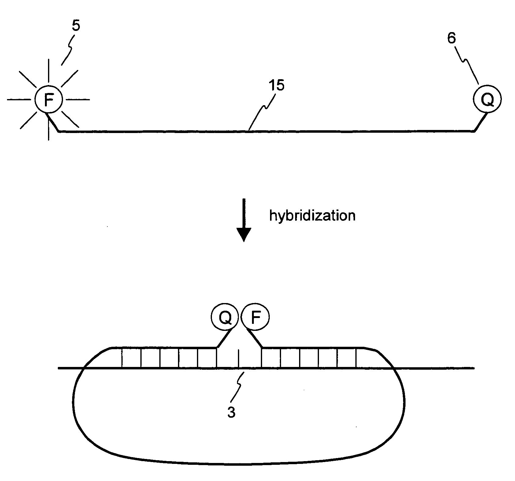 Nucleic acid detection probe