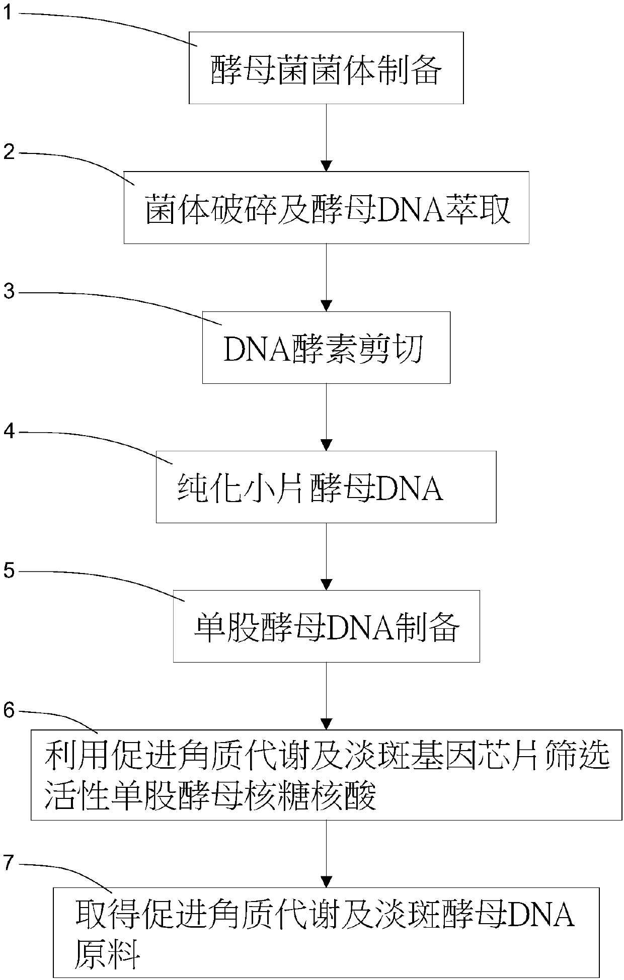 Preparation method of yeast DNA raw material for promoting cutin metabolism and spot-fading