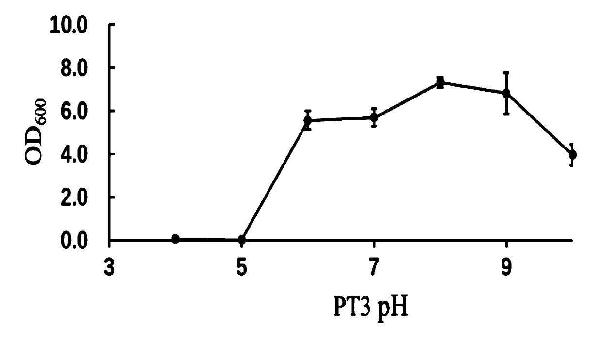 Microbacterium PT3 with protein degradation function and application thereof