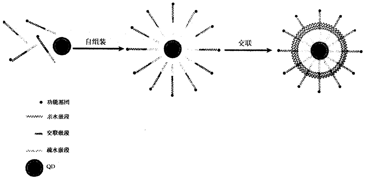 High-stability micelle type water-soluble quantum dot for coupling of macromolecular proteins