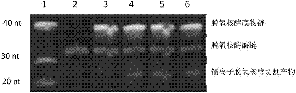 Visual sensor based on functional nucleic acid of cadmium and application thereof