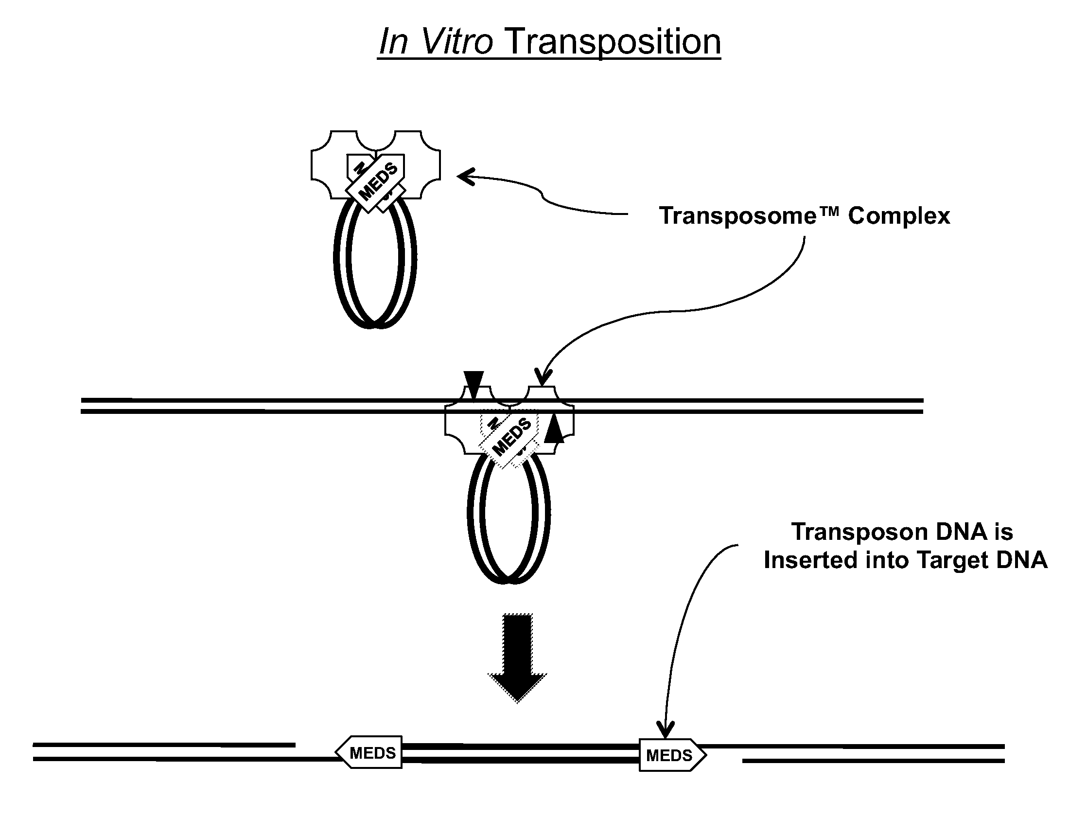 Transposon end compositions and methods for modifying nucleic acids