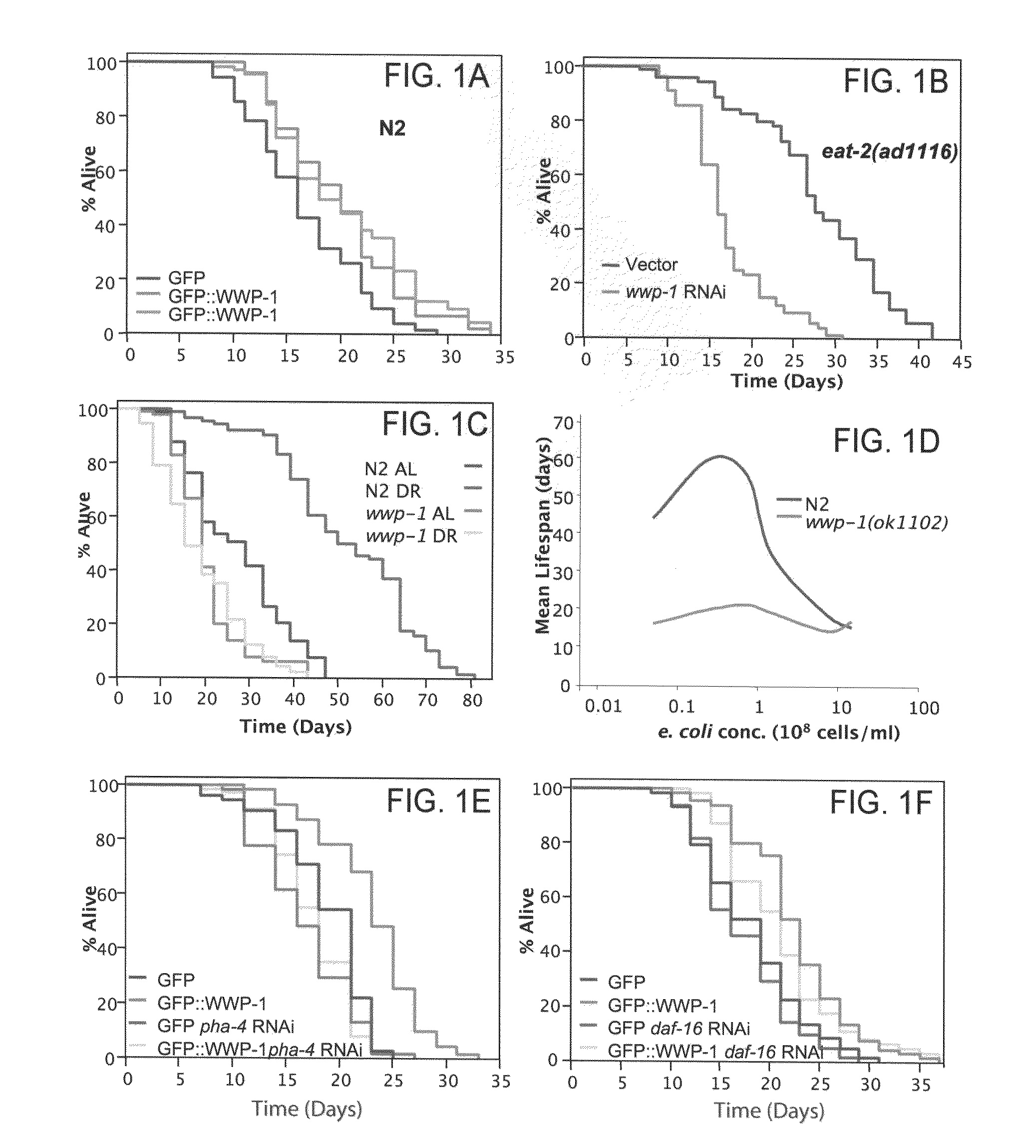 Increasing lifespan by modulation of WWP-1 and UBC-18