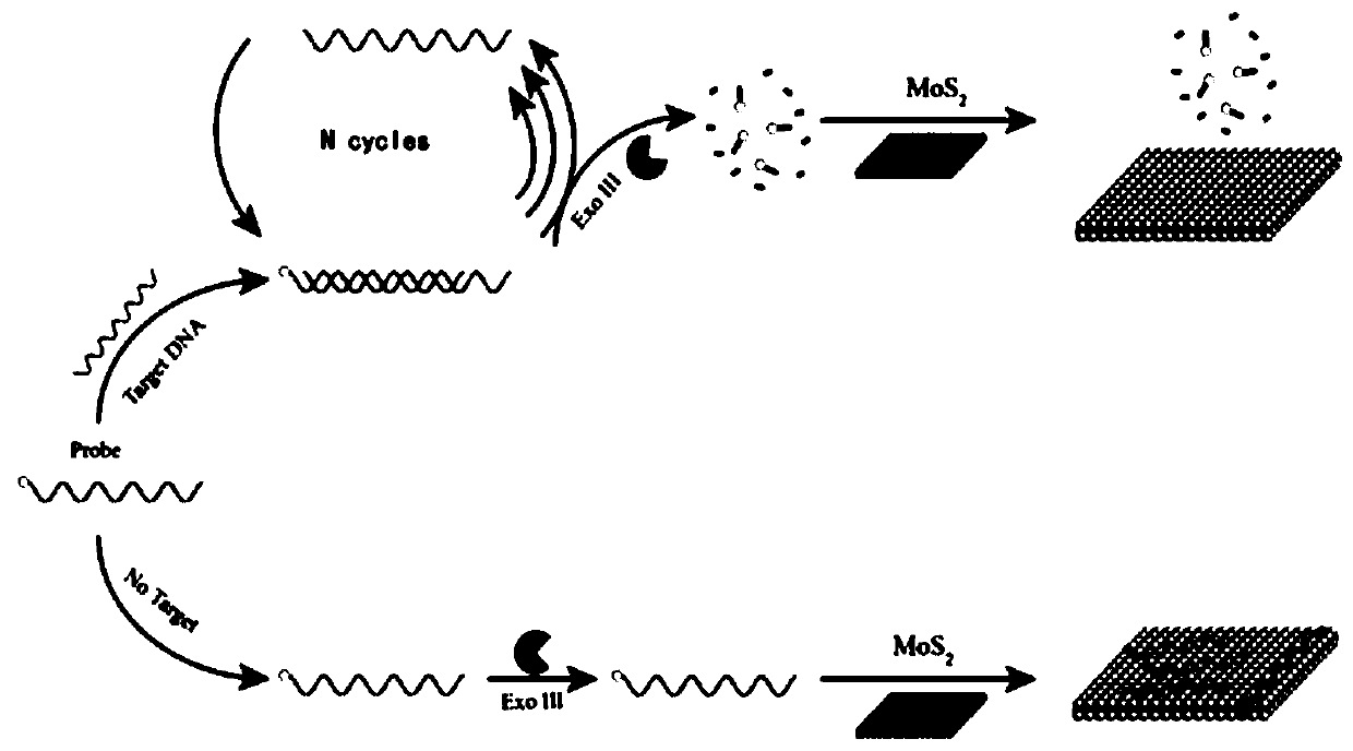 A nucleic acid detection system and its detection method and application