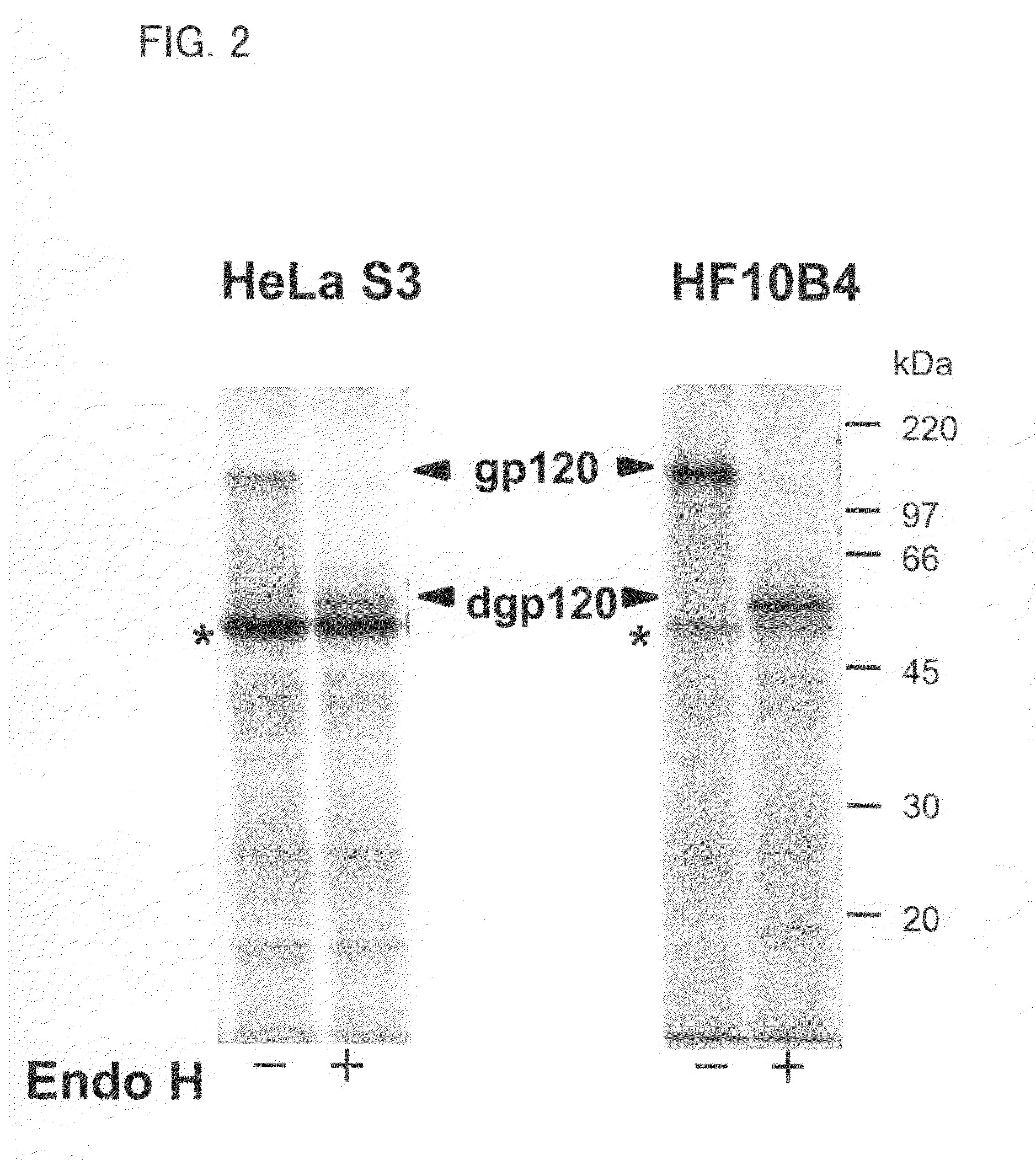 Cell-free protein synthesis system for synthesizing glycoprotein